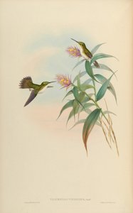 Amazilia leucogaster da John Gould